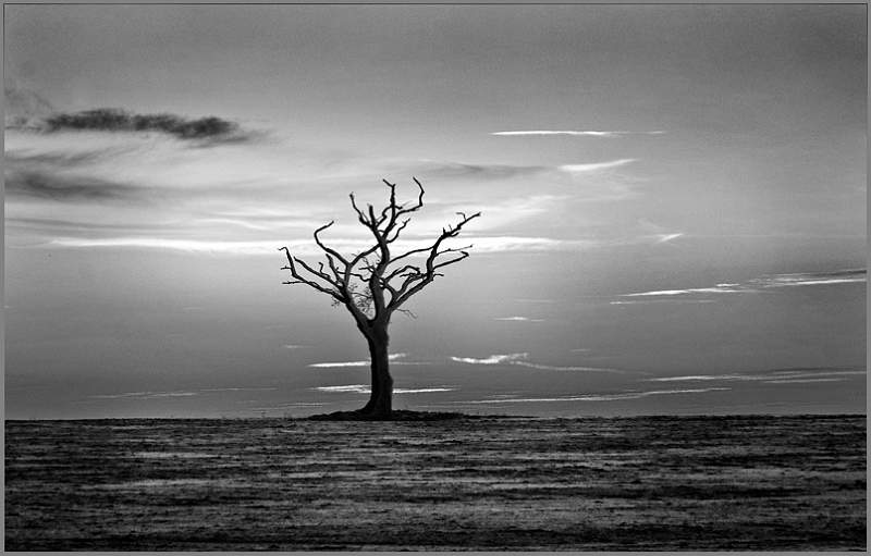 Lone Tree, Essex  (1).jpg
